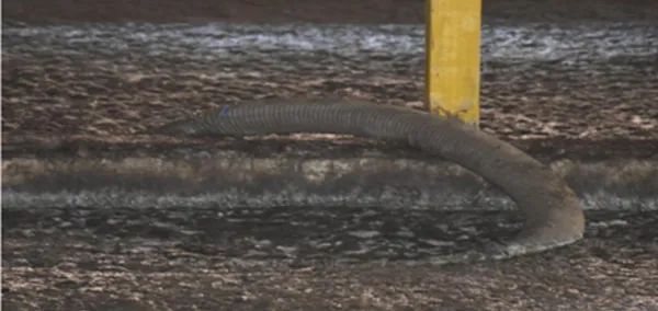 3人在猪粪池中毒溺亡，事故原因披露(图2)