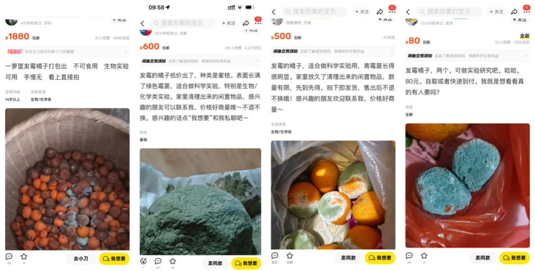 一个发霉的橘子,可卖上千元?(图1) 图片