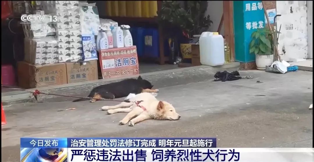 宠物伤人、未成年人违法等行为如何处罚？新修订的治安管理处罚法来了