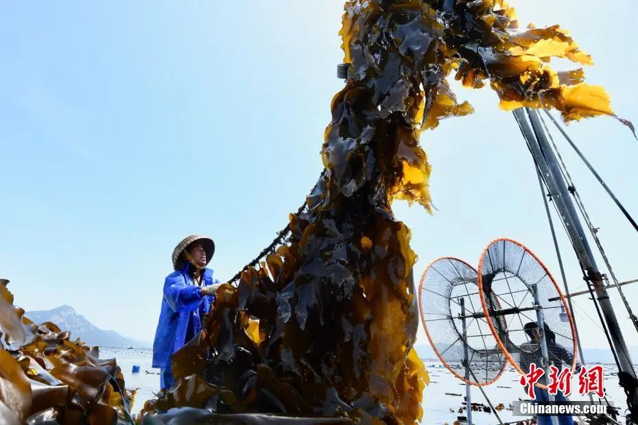 海带竟然不是植物?!那是个啥?(图1) 图片