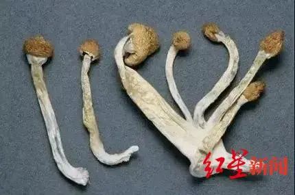 4人种植贩卖致幻蘑菇被控“贩卖运输制造毒品”获刑，圈内称为“金老师”，有人用作大麻替代，检方披露：通过境外软件发广告