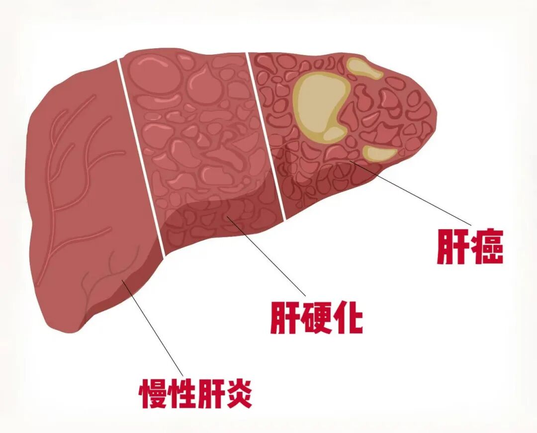 新篇|金日光教授:(七)如何看待当前的医理和药理?(图7) 新篇|金日光教授:(七)如何看待当前的医理和药理?(图7)
