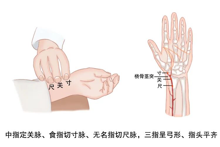 新篇|金日光教授:(八)如何看待当前的医理和药理?(图2) 新篇|金日光教授:(八)如何看待当前的医理和药理?(图2)