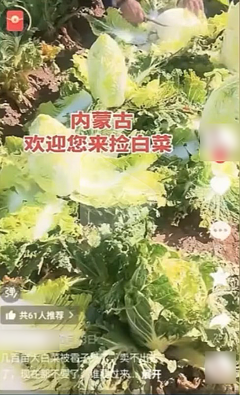 一则谣言毁了近200亩白菜,损失逾百万!责任谁担?(图4) 1a.png