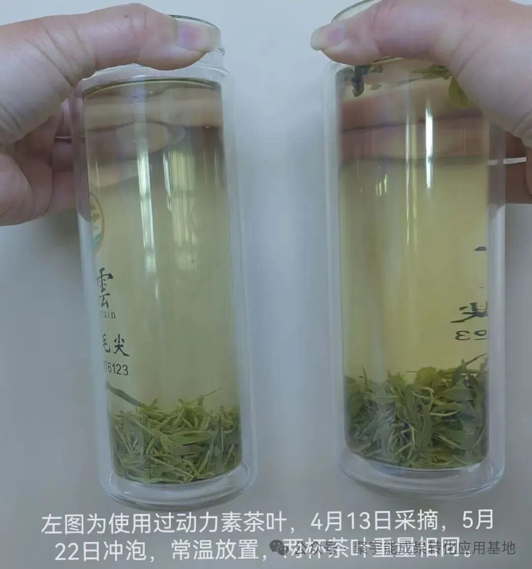惊艳!聚宇能农用生态动力素赋能茶叶种植,品质增产双丰收!(图7) 惊艳!聚宇能农用生态动力素赋能茶叶种植,品质增产双丰收!(图7)