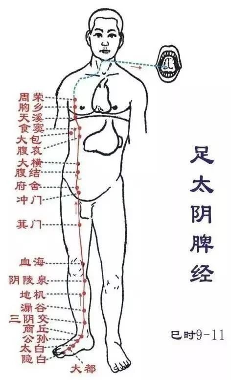 当代岐黄医理科学解读:基于黄金分割率的经络穴位拓扑结构研究(图5) 4.jpg