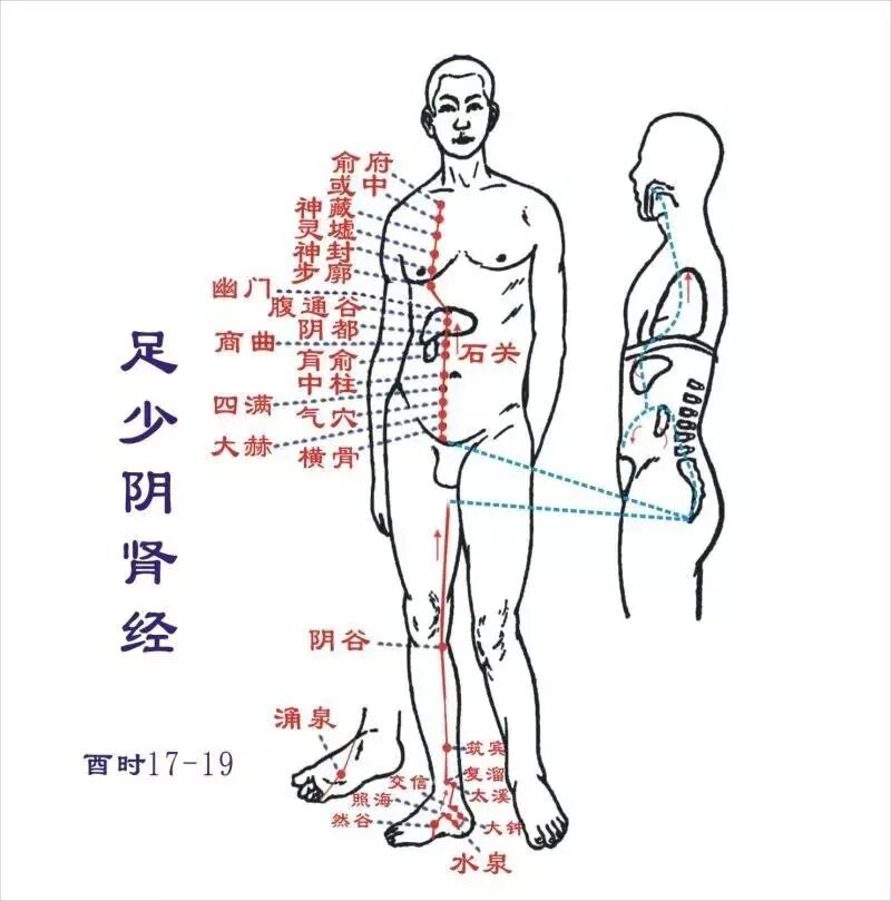 当代岐黄医理科学解读:基于黄金分割率的经络穴位拓扑结构研究(图9) 8.jpg