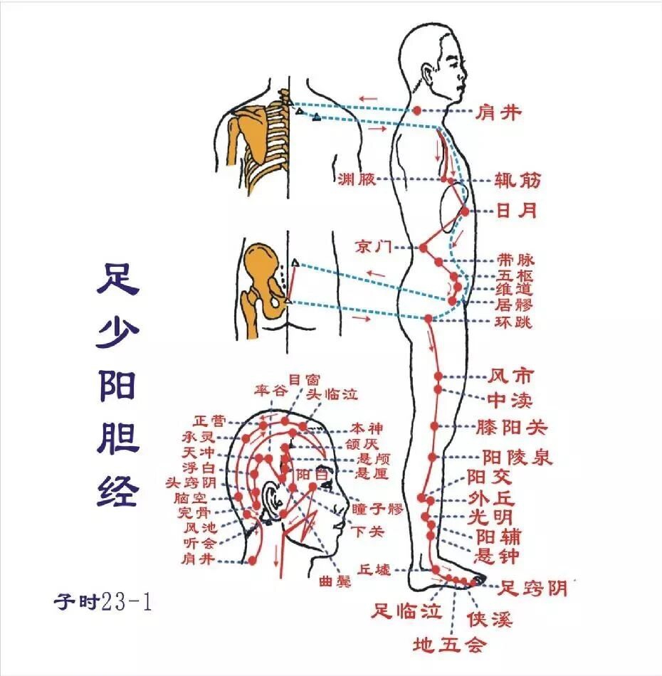 当代岐黄医理科学解读:基于黄金分割率的经络穴位拓扑结构研究(图12) b.jpg
