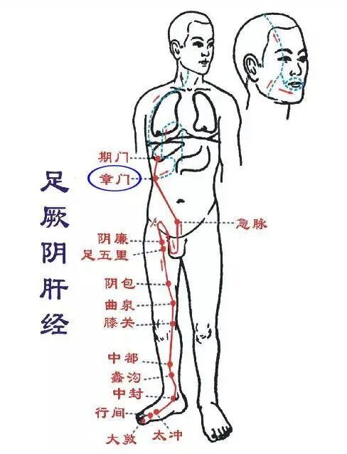 当代岐黄医理科学解读:基于黄金分割率的经络穴位拓扑结构研究(图13) c.jpg