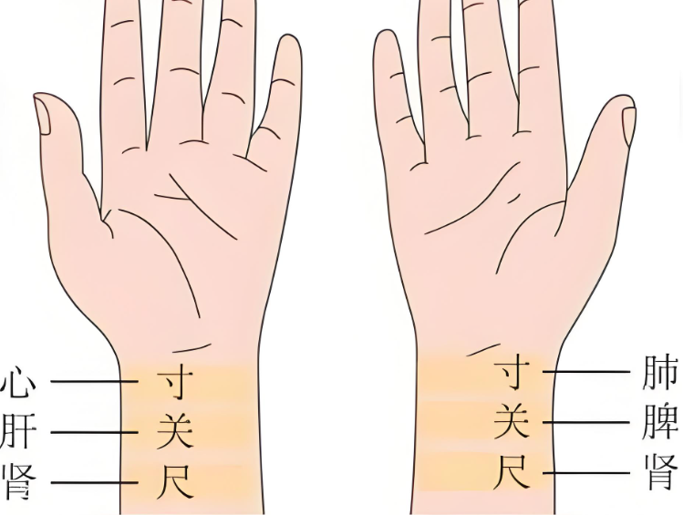 当代岐黄医理科学解读(二十八):为什么真正的中医越来越难当?(图11) 2.png