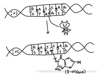 当代岐黄医理科学解读(三十三):被忽视的DNA损伤指标,为何如此关键?(图8) 当代岐黄医理科学解读(三十三):被忽视的DNA损伤指标,为何如此关键?(图8)