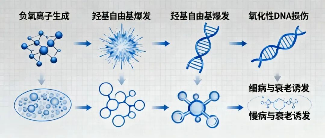 信手笔记(三十三):人为什么会衰老?拆解羟基自由基损伤 DNA 全链条,看懂衰老的底层分子逻辑(图1) 信手笔记(三十三):人为什么会衰老?拆解羟基自由基损伤 DNA 全链条,看懂衰老的底层分子逻辑(图1)