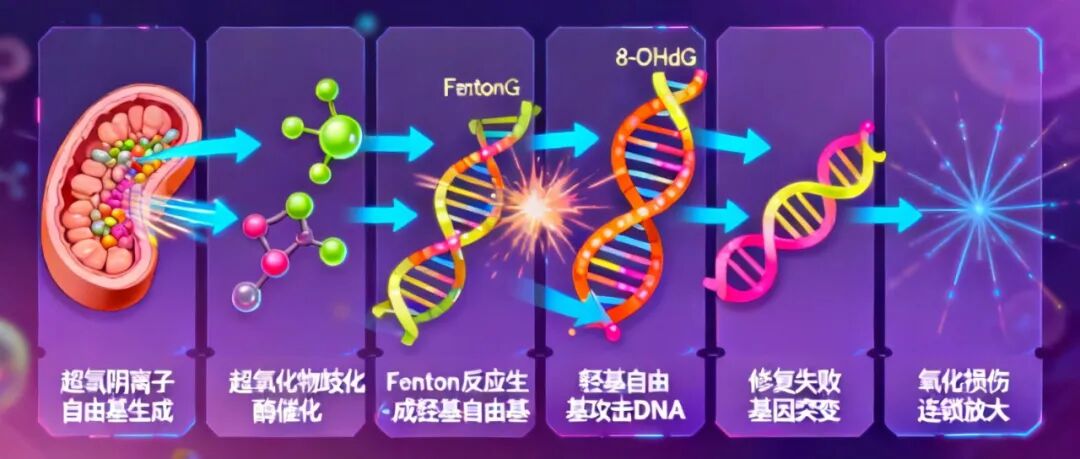信手笔记(三十三):人为什么会衰老?拆解羟基自由基损伤 DNA 全链条,看懂衰老的底层分子逻辑(图6) 信手笔记(三十三):人为什么会衰老?拆解羟基自由基损伤 DNA 全链条,看懂衰老的底层分子逻辑(图6)
