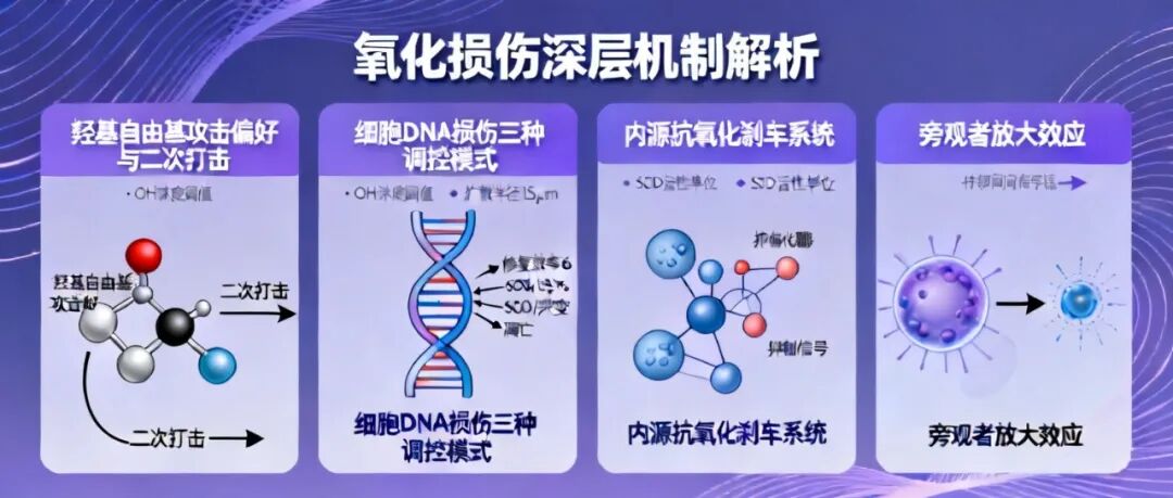 信手笔记(三十三):人为什么会衰老?拆解羟基自由基损伤 DNA 全链条,看懂衰老的底层分子逻辑(图7) 信手笔记(三十三):人为什么会衰老?拆解羟基自由基损伤 DNA 全链条,看懂衰老的底层分子逻辑(图7)