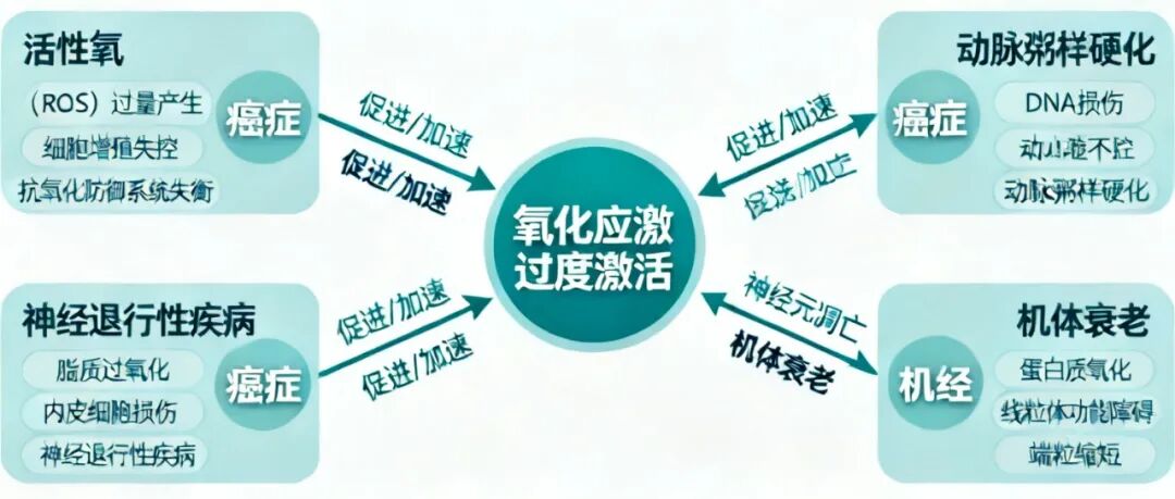 信手笔记(三十三):人为什么会衰老?拆解羟基自由基损伤 DNA 全链条,看懂衰老的底层分子逻辑(图8) 信手笔记(三十三):人为什么会衰老?拆解羟基自由基损伤 DNA 全链条,看懂衰老的底层分子逻辑(图8)